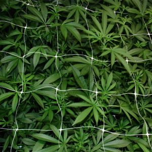 Hemp PP Trellis Netting-1