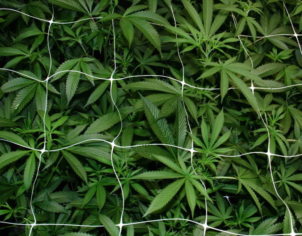 Hemp PP Trellis Netting-1