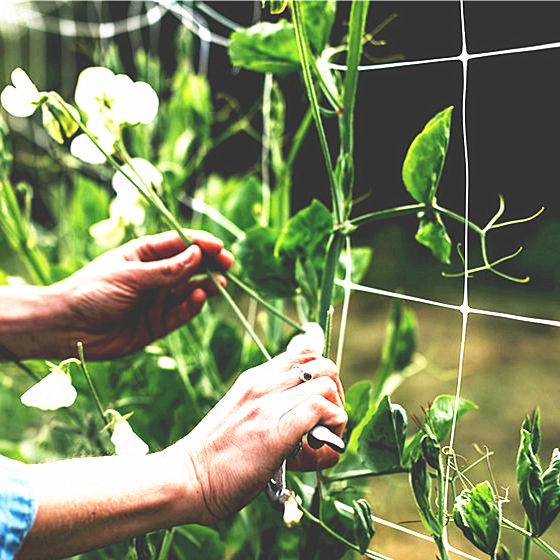 plant trellis nets application- (4)