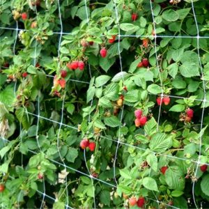 plant trellis nets application- (9)